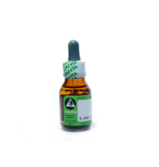ANACARDIUM O.